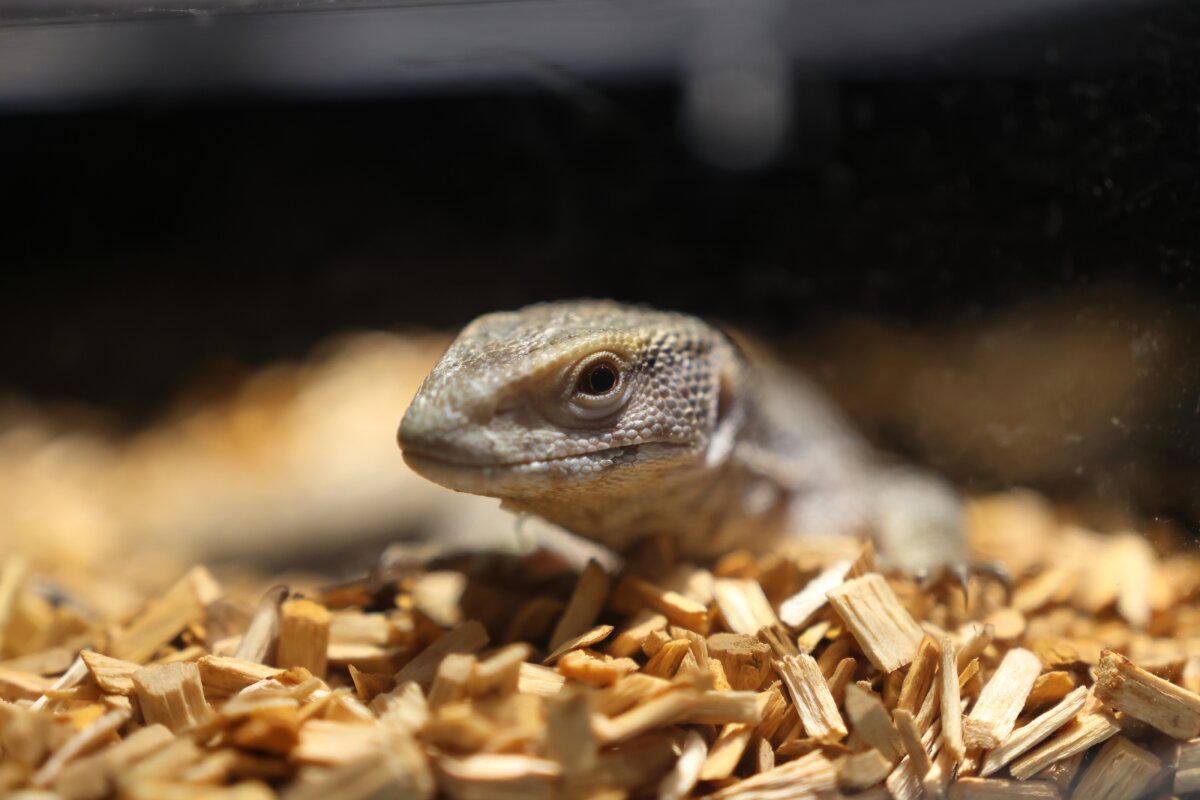 REPTILIUM. Выставка, которую нельзя пропустить. Часть 2