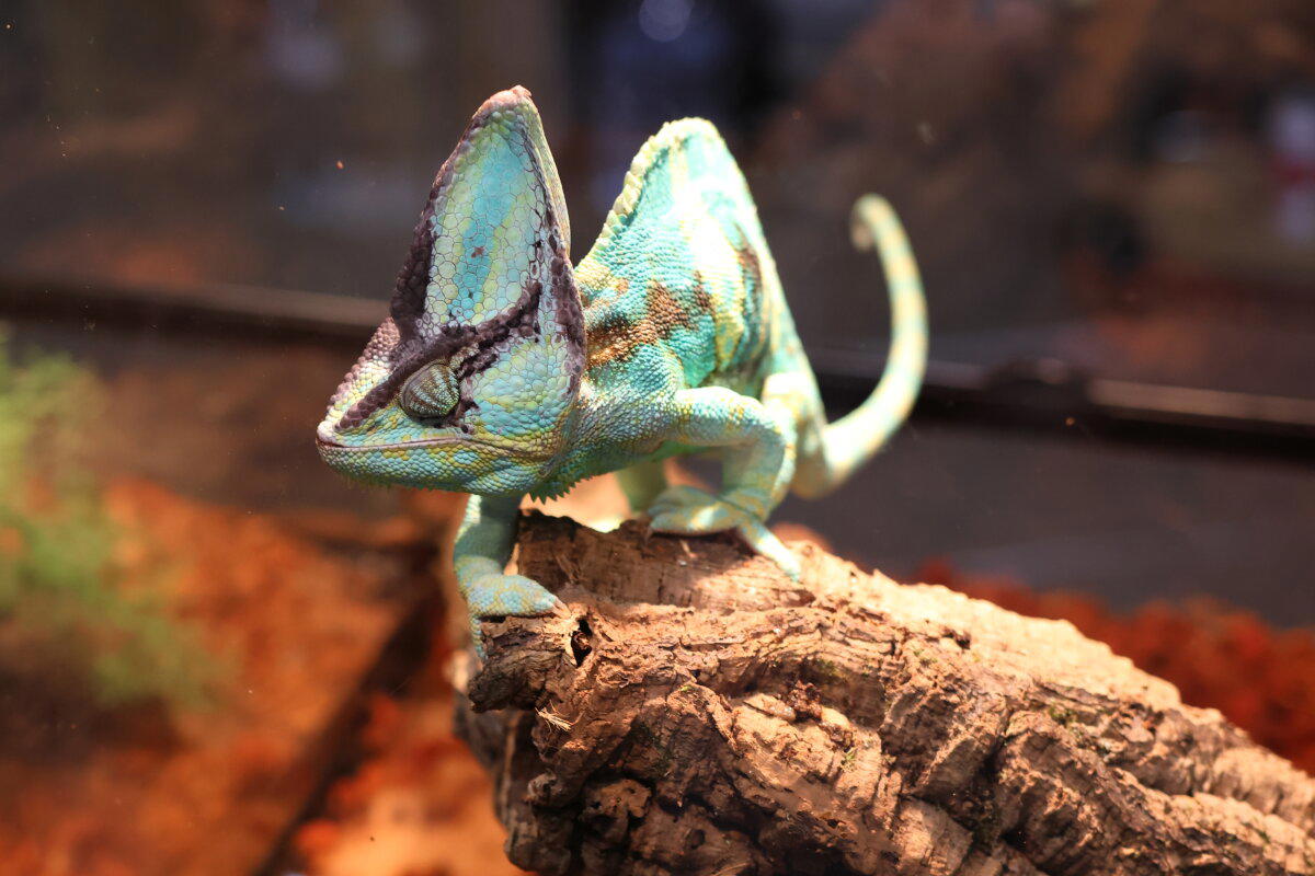REPTILIUM. Выставка, которую нельзя пропустить. Часть 2