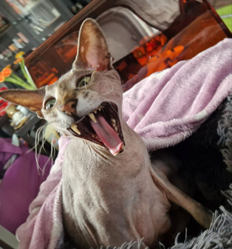 Котофоты