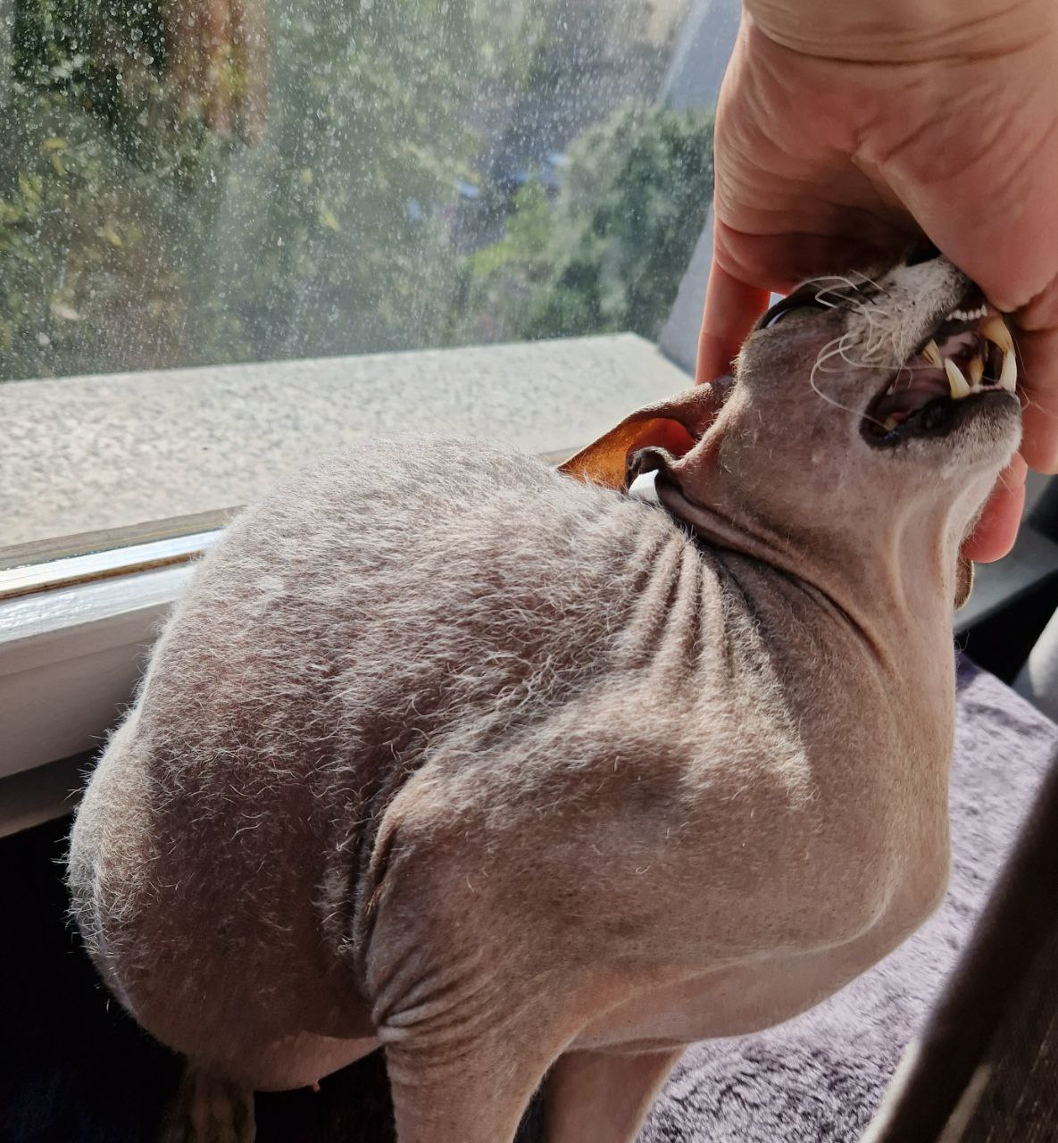 Котофоты