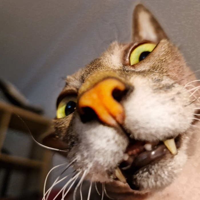 Может по котлетке?
