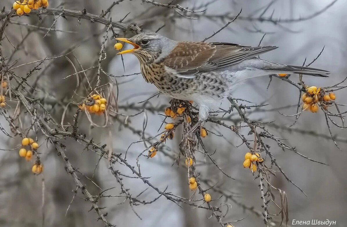 Рябинник