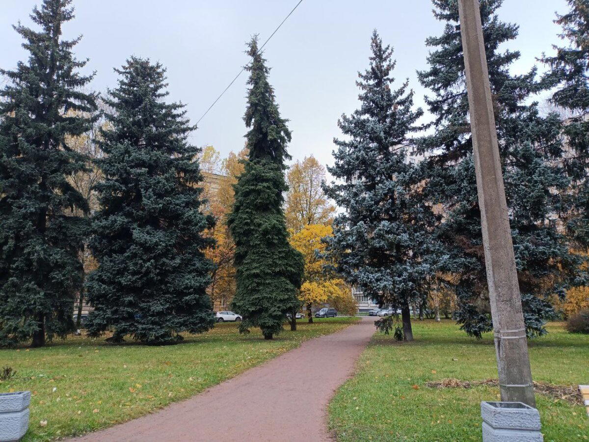 Серо, местами ярко. Осень. Скоро снег. Фото.