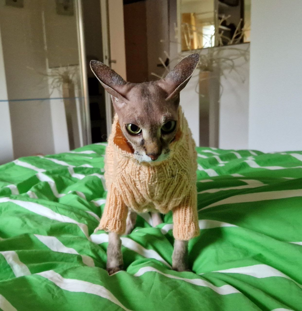 как мы кота одевали
