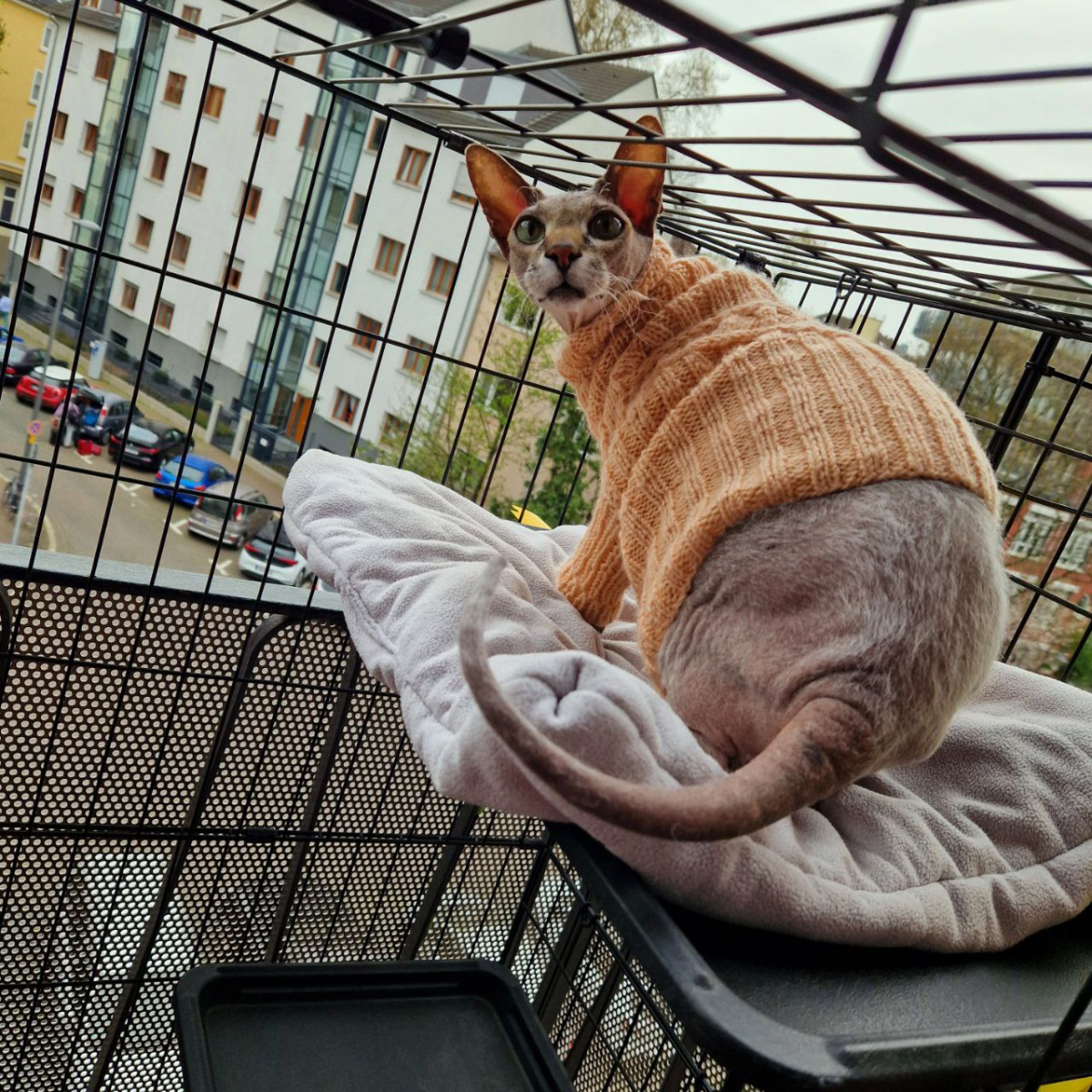 как мы кота одевали