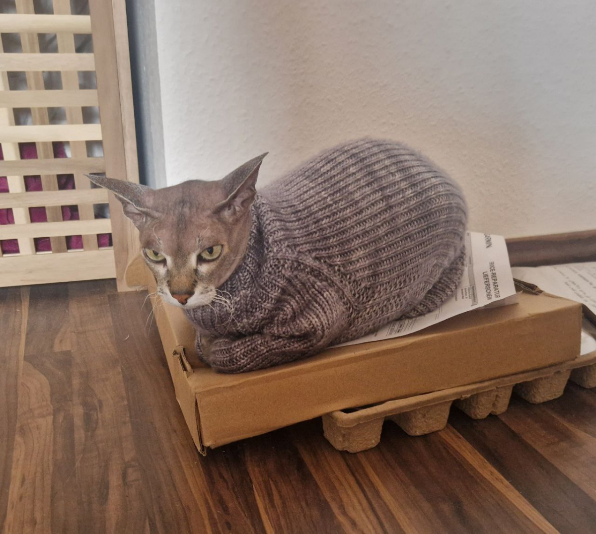как мы кота одевали