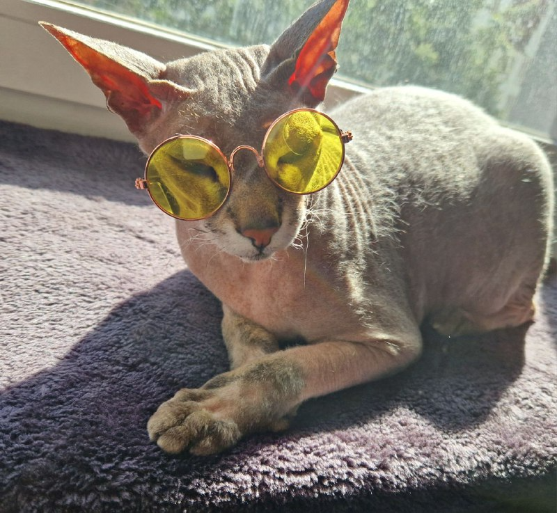 как мы кота одевали