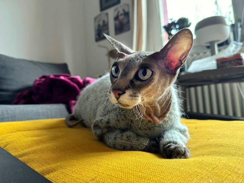 как мы кота одевали