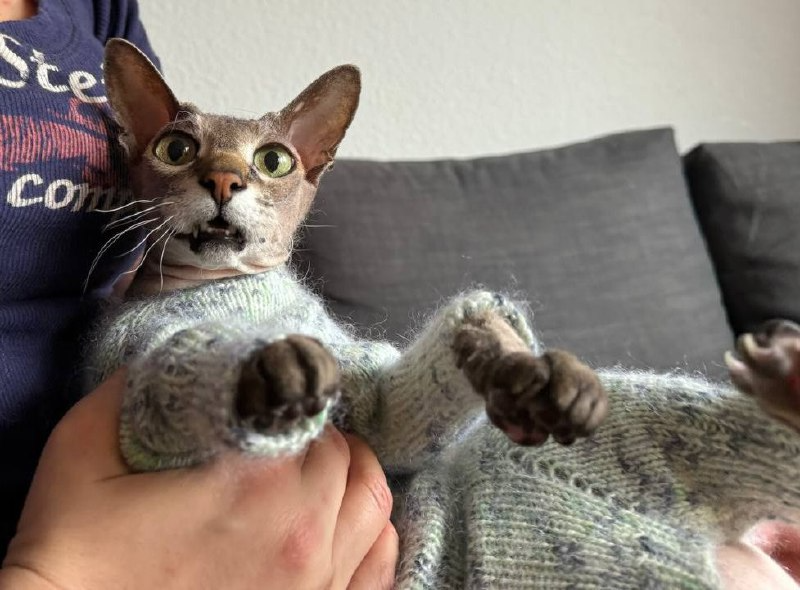 как мы кота одевали