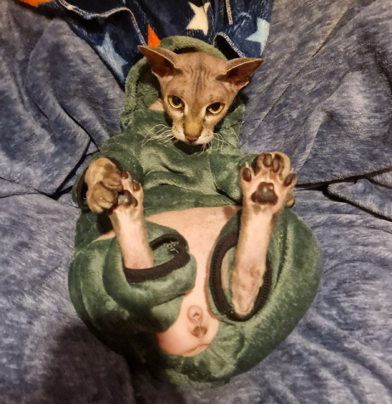 как мы кота одевали