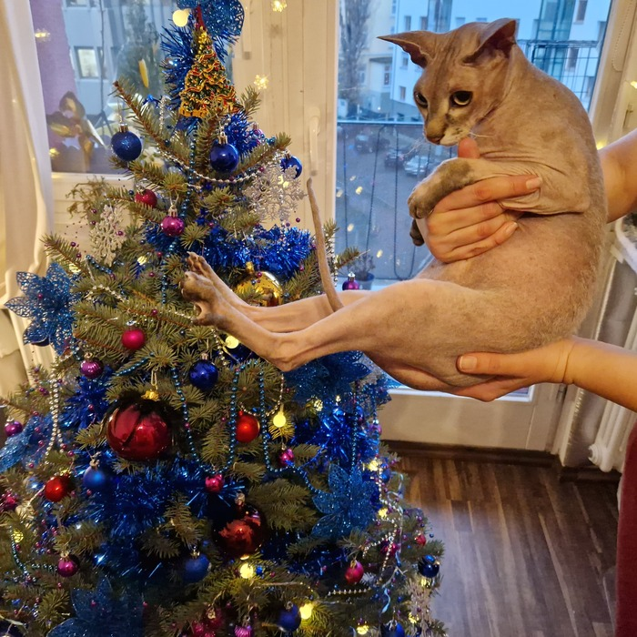 Вот этого кота