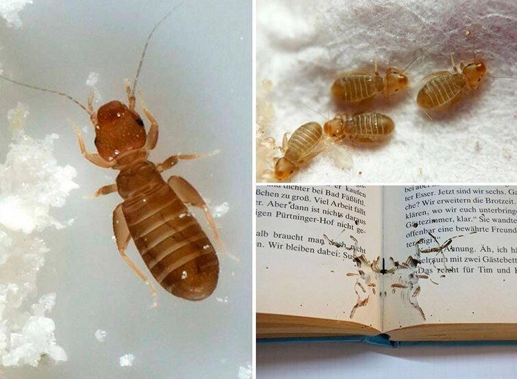 Книжная вошь