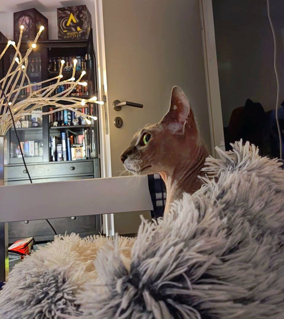 Котофоты