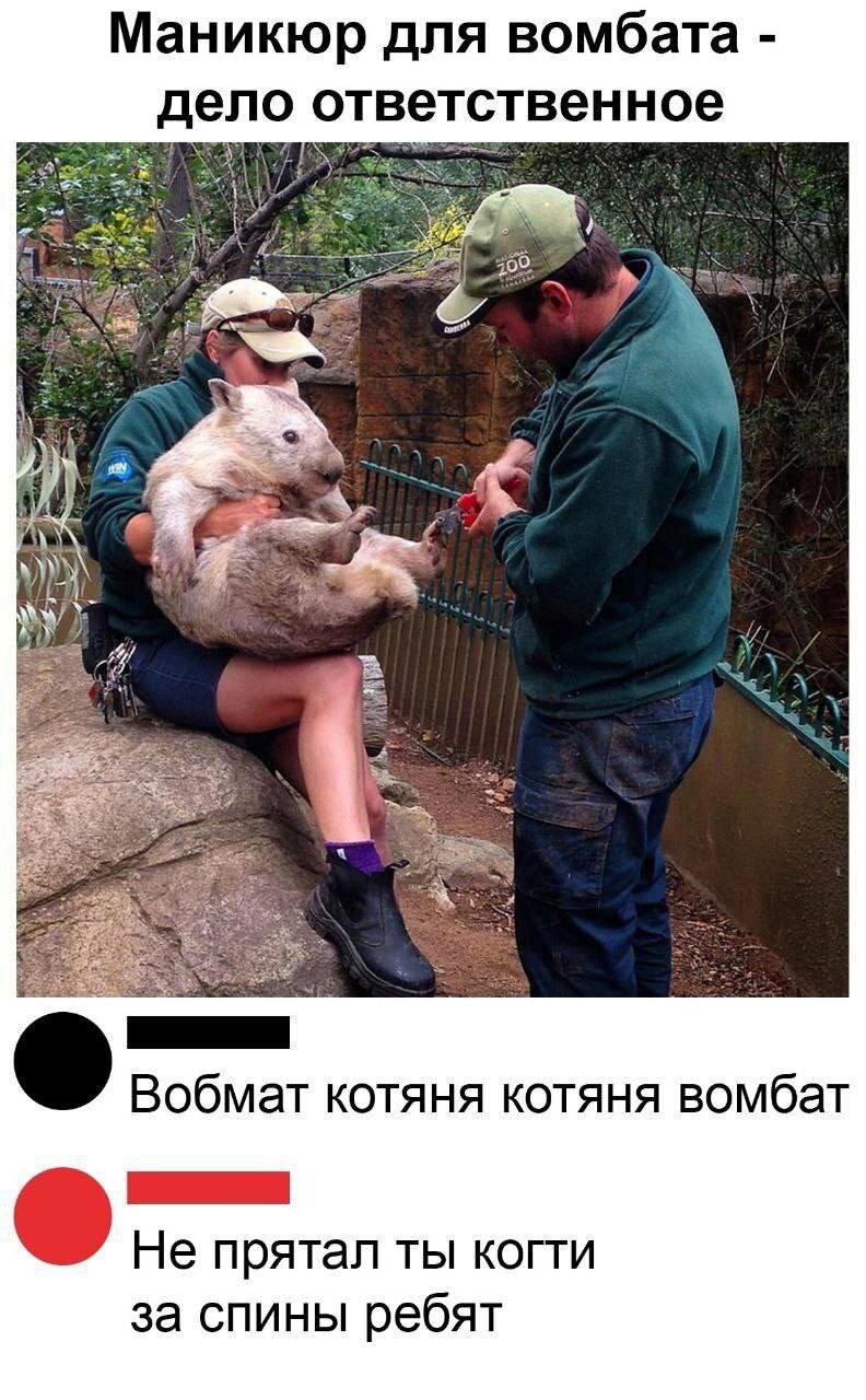 Маникюр для вомбата.