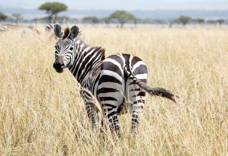 Международный день зебры  (International Zebra Day)