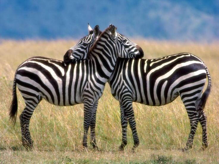 Международный день зебры  (International Zebra Day)