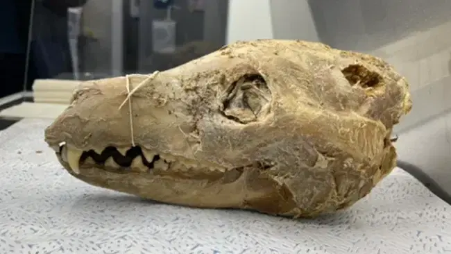 108-летний череп тасманского волка (thylacinus cynocephalus) с сохранившимися фрагментами кожи. Это не тот экземпляр, который упоминается в данной статье. (Фото: Colossal Biosciences)