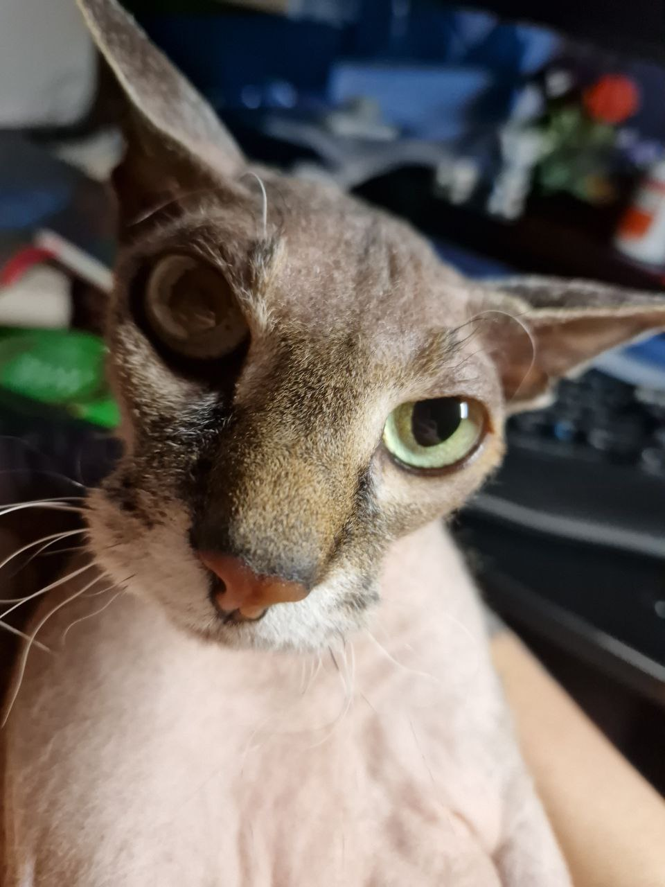 Ущемление кота Корасия 2