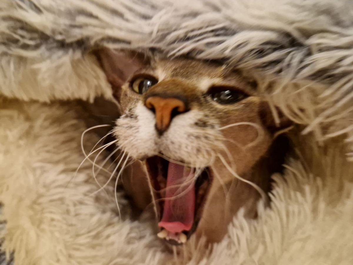 Ущемление кота Корасия 2