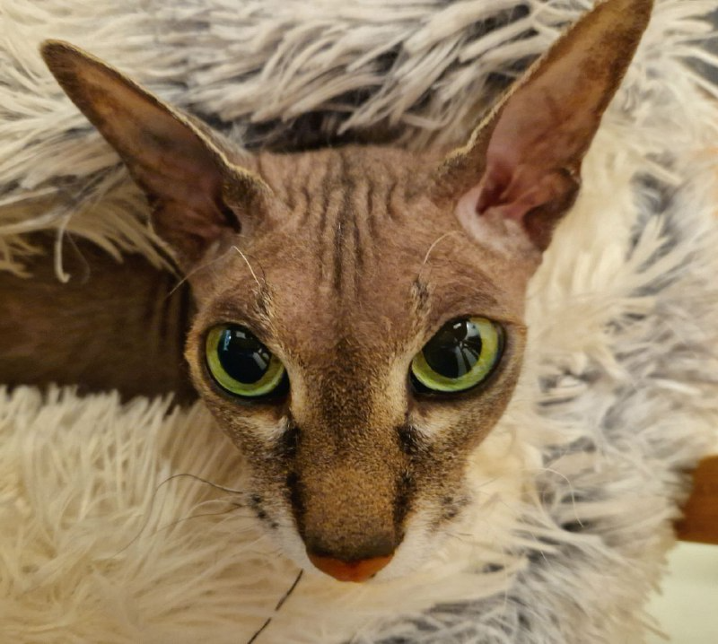 Котофоты