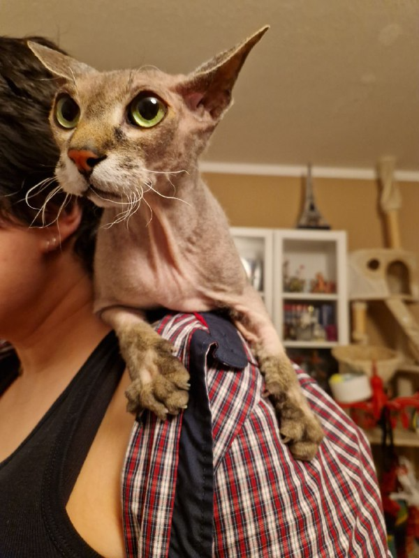 Котофоты