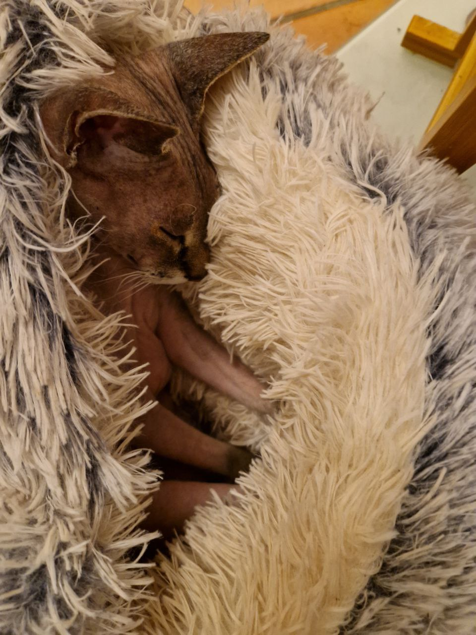 Котофоты