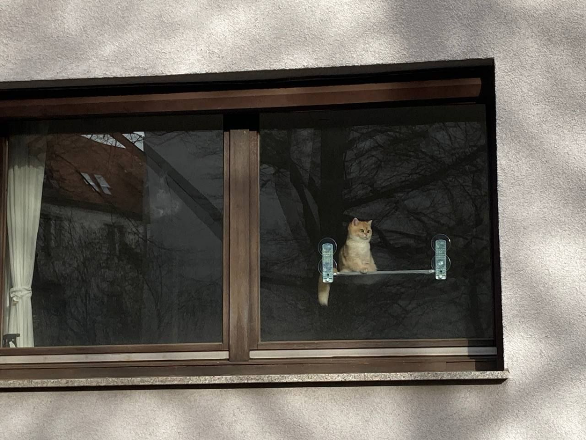 Как мы коту переезд обещали