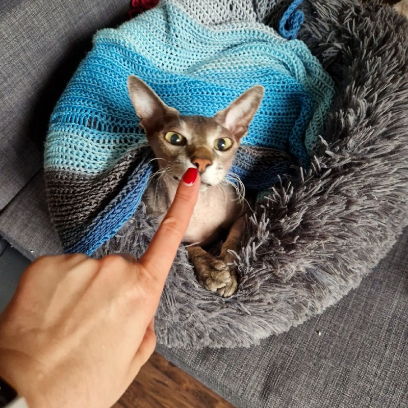 Как мы соседям кота показывали