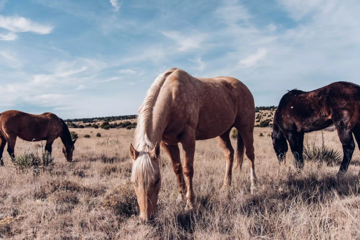 Этому каменному ранчо Largo Rim Ranch в Нью-Мексико уже более ста лет