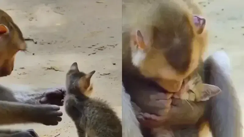 Милое видео о дружбе обезьянки и котенка