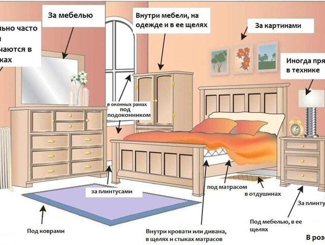 Постельный клоп: 3500 лет войны против человечества. Почему мы до сих пор не можем их победить?