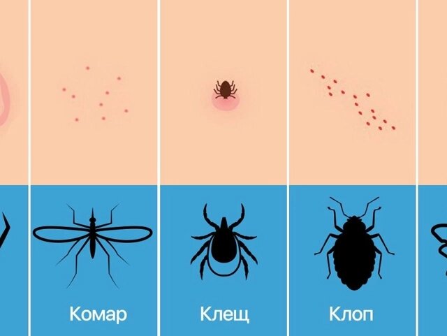 Постельный клоп: 3500 лет войны против человечества. Почему мы до сих пор не можем их победить?