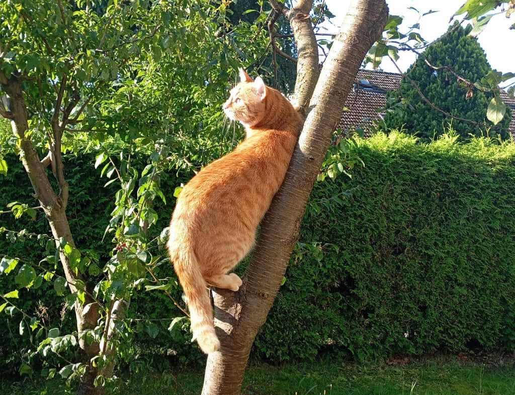 Котогифки 1