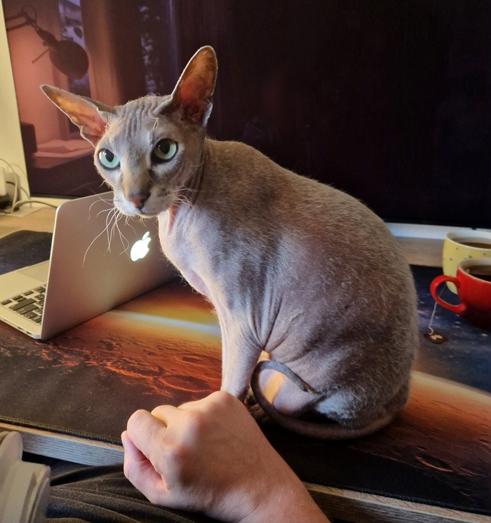 Коту нельзя сидеть на столе? Да что вы говорите, как интересно!