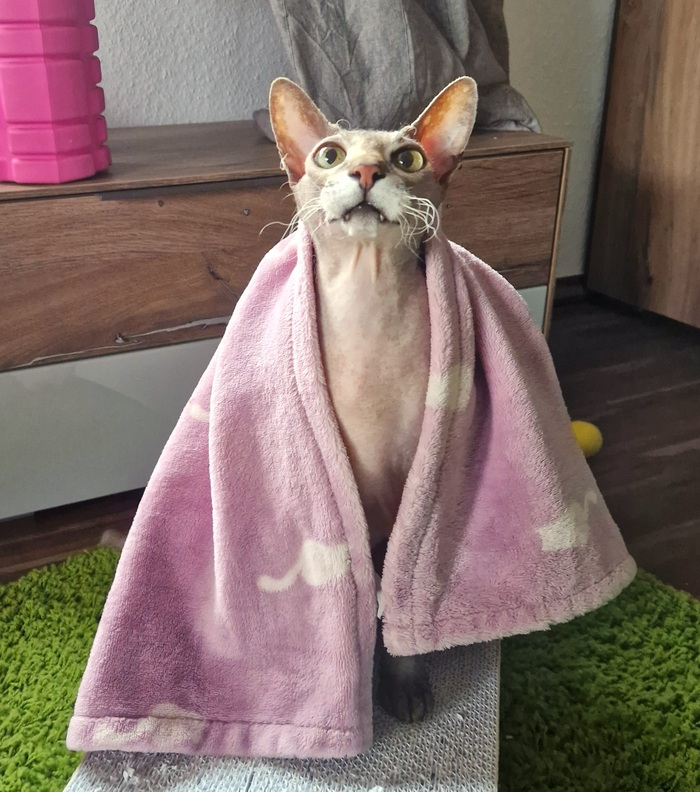 К приёму второго ужина готов!