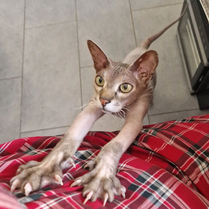 А коту сосисочку?!