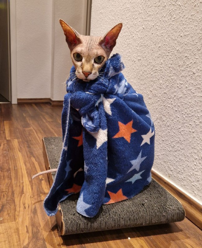 Как мы кота купали