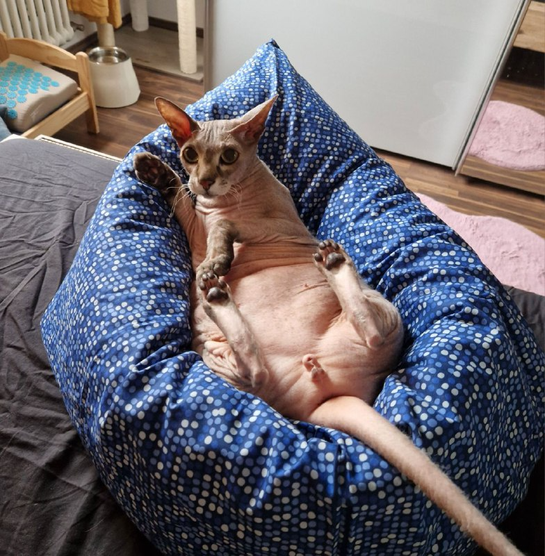 Как мы кота в чёрном теле держали