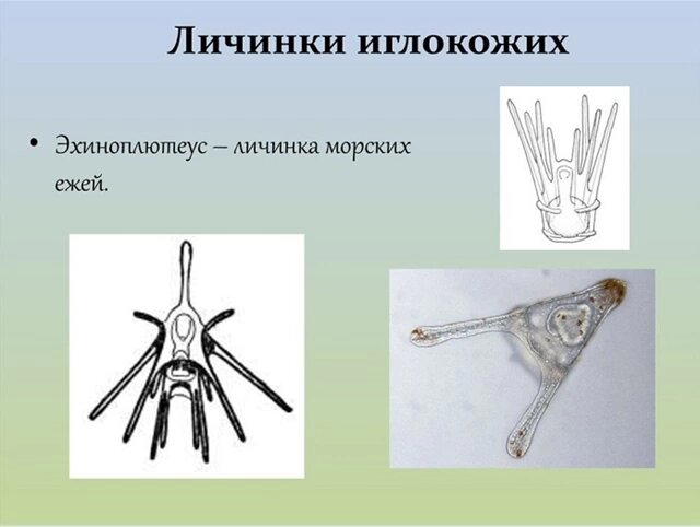Бпонированный морской ёж? Колобоцентротус!