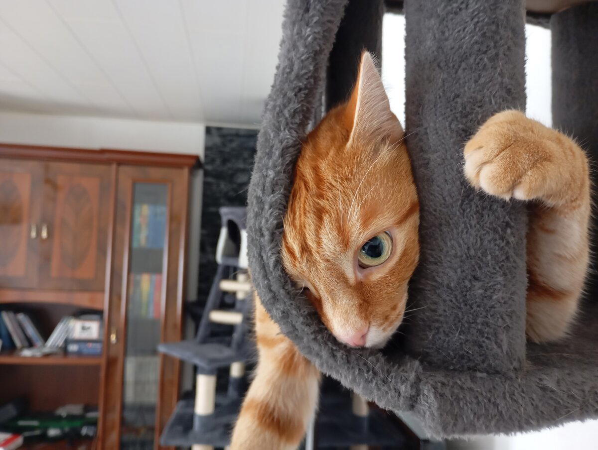 Котогифки 2
