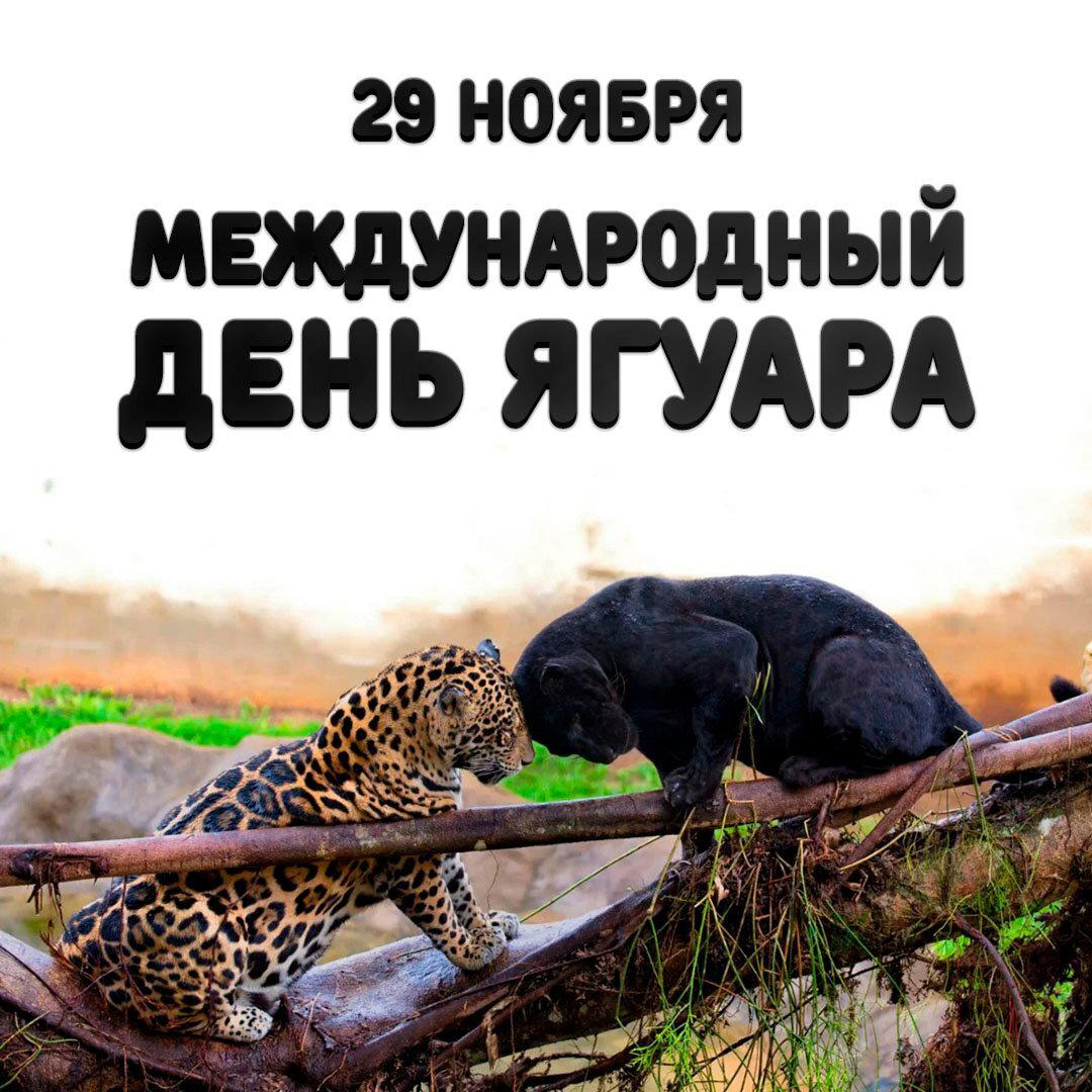 Международный день ягуара