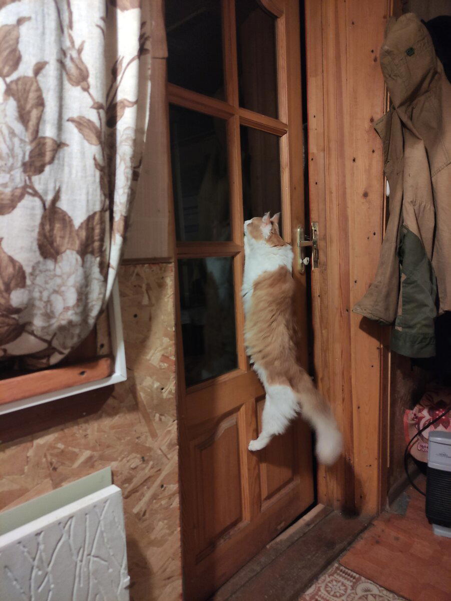 Спайдер кэт 