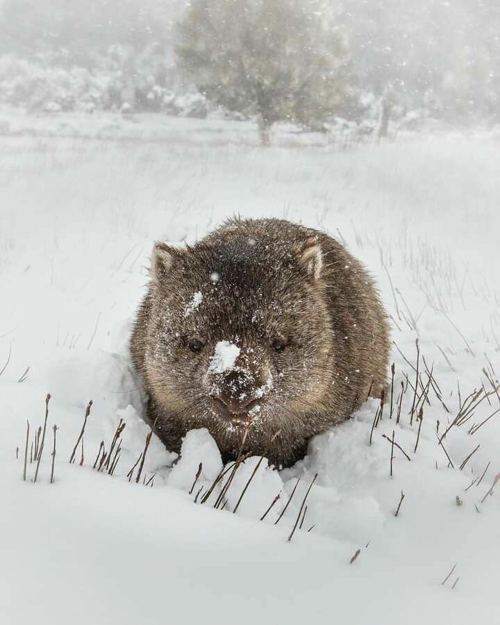 Зимний вомбат