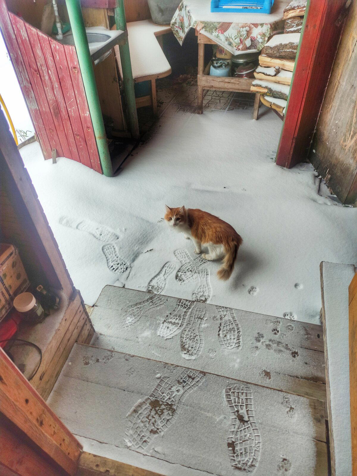Кот и снег