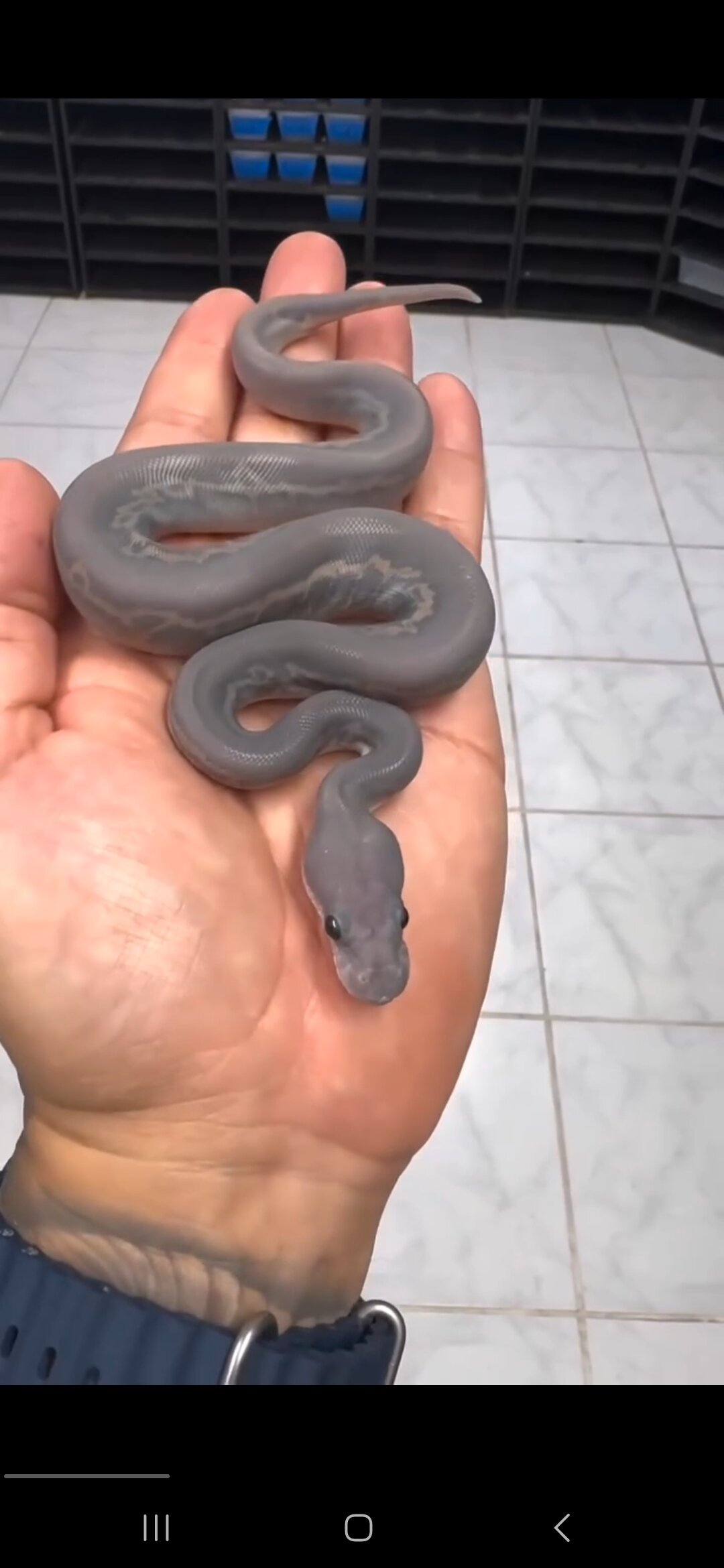 Королевский питончик