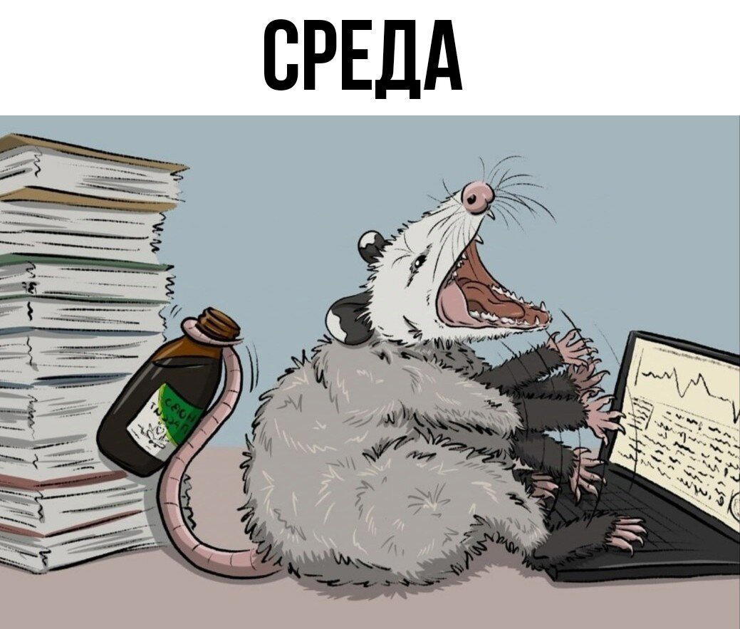 Мой тотемный опоссум каждый день.