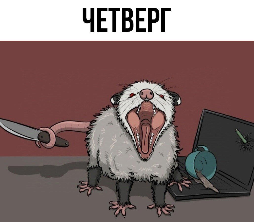 Мой тотемный опоссум каждый день.