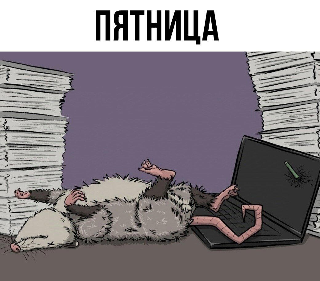 Мой тотемный опоссум каждый день.