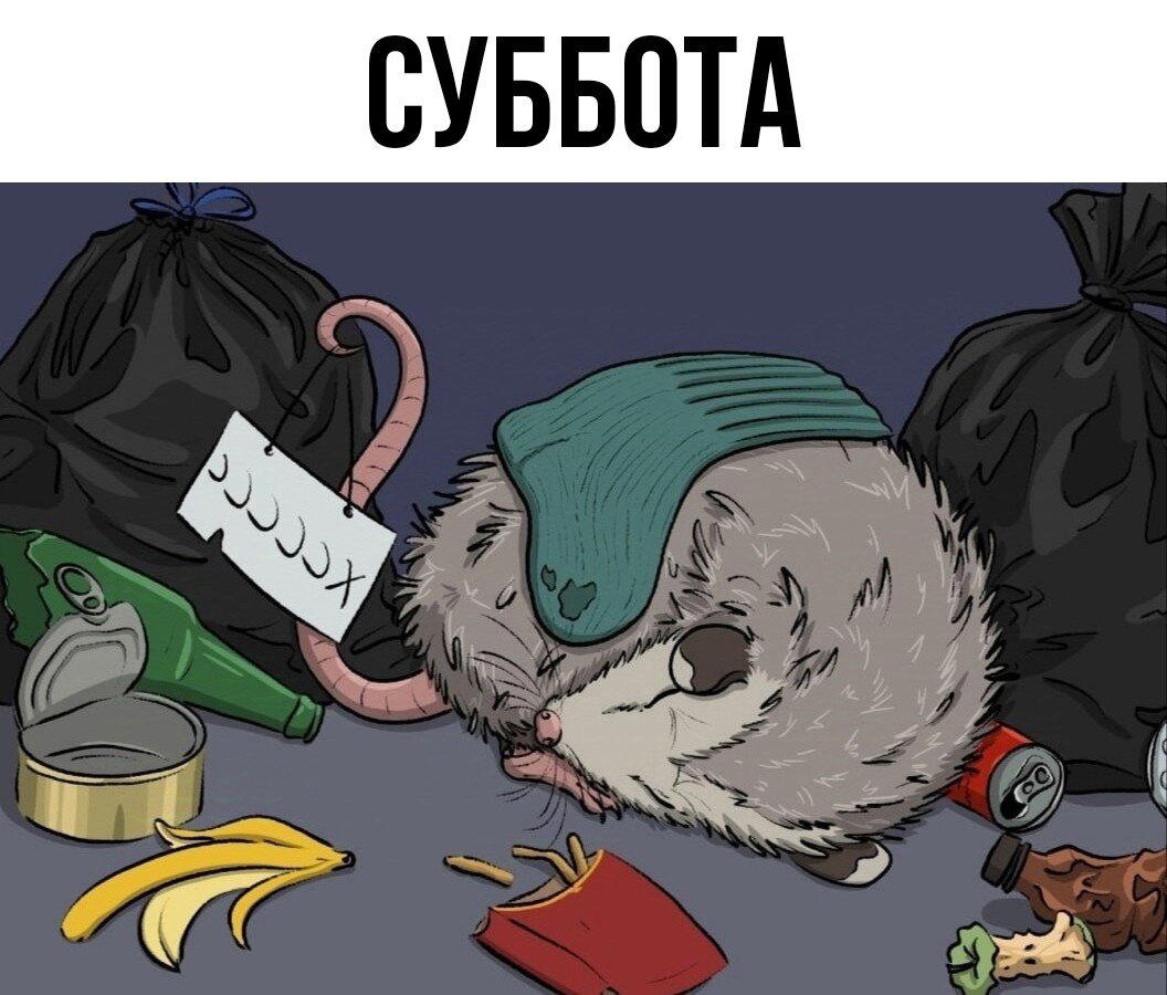 Мой тотемный опоссум каждый день.