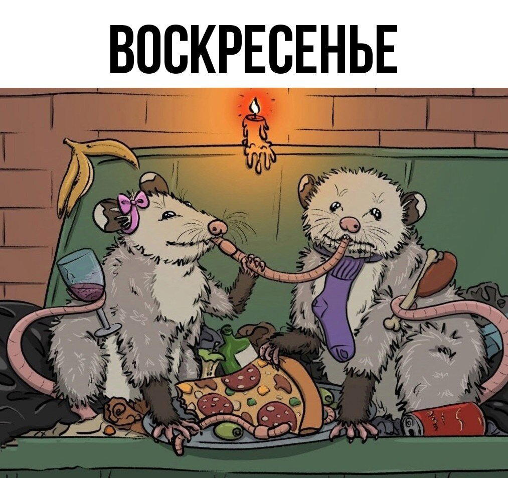 Мой тотемный опоссум каждый день.